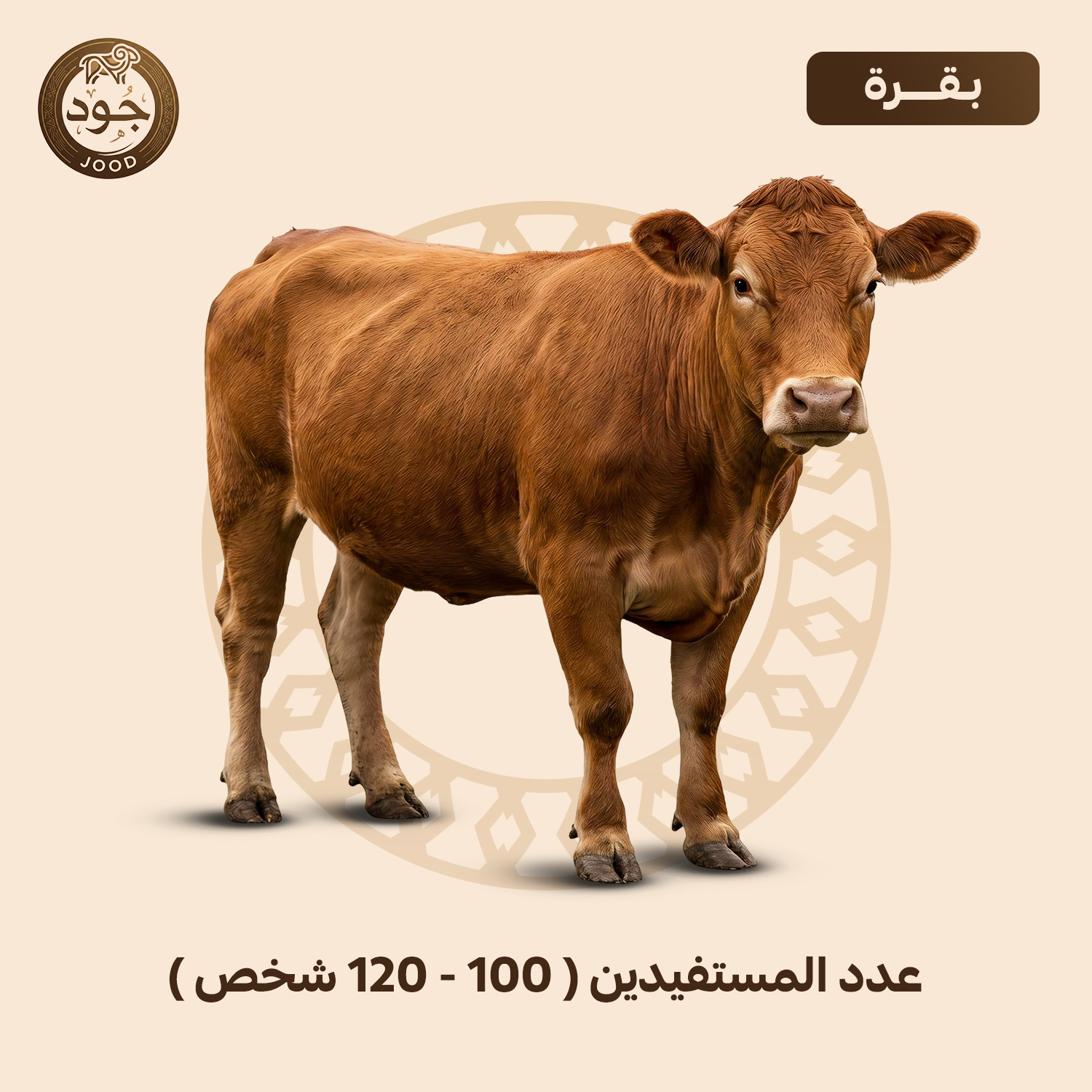 بقرة